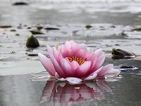 lotus lama