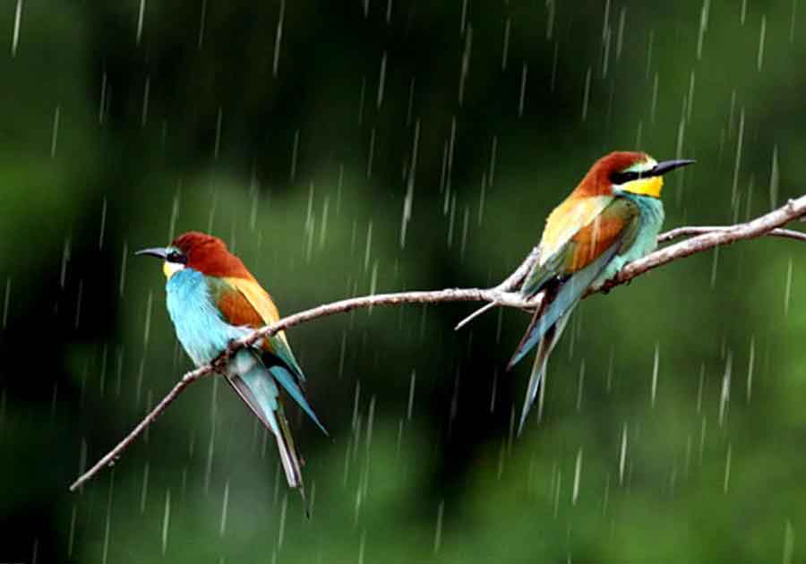 bird-rain