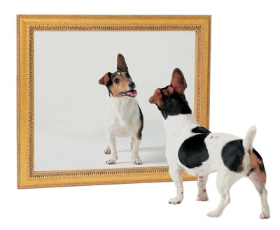 dog-mirror